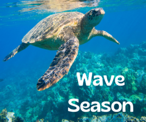 wave season